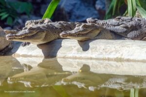 cocodrilos en peligro de extinción, caimán llanero, cocodrilo del Orinoco, caimán llanero, Más Colombia