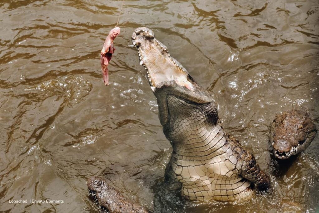 ¡Preocupante! Colombia enfrenta una crisis por cerca de 200 cocodrilos en peligro de extinción y falta de alimento 2 cocodrilos en peligro de extinción, caimán llanero, cocodrilo del Orinoco, cocodrilos con hambre, Más Colombia