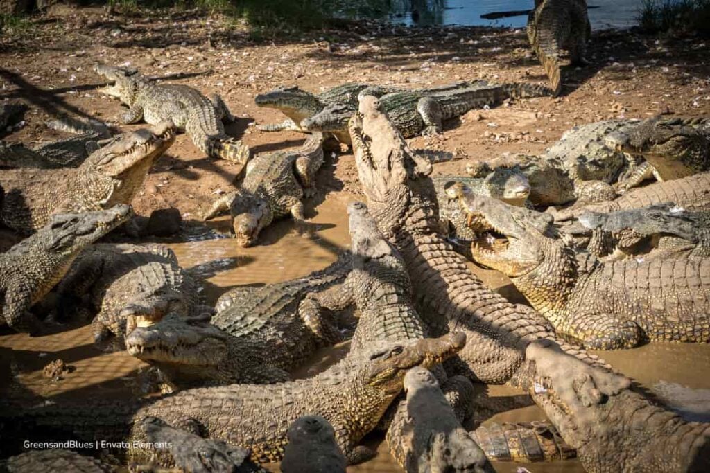 ¡Preocupante! Colombia enfrenta una crisis por cerca de 200 cocodrilos en peligro de extinción y falta de alimento 3 cocodrilos en peligro de extinción, caimán llanero, cocodrilo del Orinoco, cocodrilos en peligro de extinción en Colombia, Más Colombia
