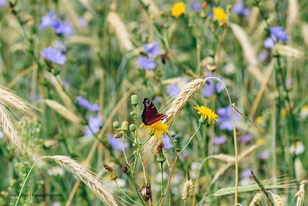 Hoy, 22 de mayo, se conmemora el Día Internacional de la Diversidad Biológica y el Jardín Botánico de Bogotá tendrá recorridos y actividades ambientales 4 Día Internacional de la Diversidad Biológica, Jardín Botánico, mariposa en una flor, Más Colombia