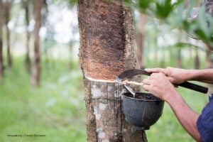 fenómeno de El Niño, cultivo de caucho, Confecaucho, árbol con cultivo de caucho, Más Colombia