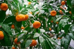 cítricos de Colombia, cítricos en Colombia como la mandarina, Más Colombia