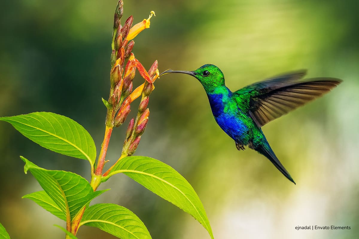 Los incendios forestales están alterando la alimentación y supervivencia de colibríes en Honda, Tolima 1 incendios forestales, colibríes en Colombia, colibríes en Colombia en riesgo, Más Colombia