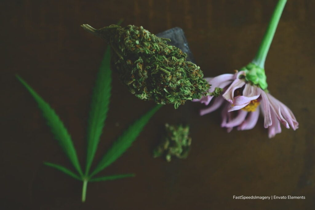 Qué buscar al comprar flores de CBD baratas en línea 2 flores de CBD baratas, comprar flores de CBD baratas, Más Colombia