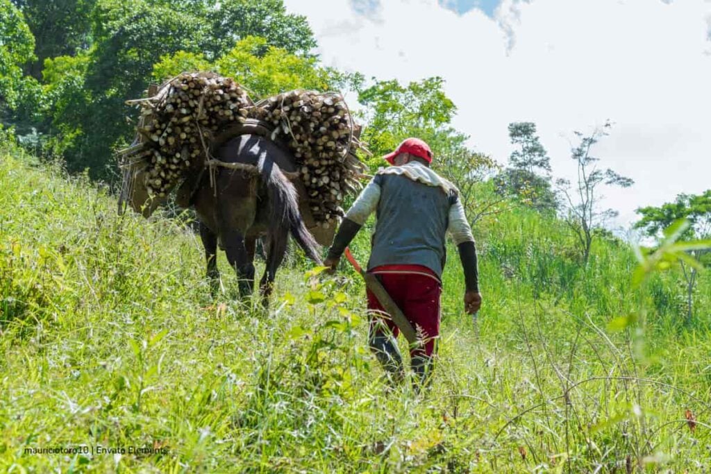 Cada 2 de junio se conmemora el Día del Campesino y la Campesina: entre la memoria del conflicto y la esperanza de un campo más fuerte 3 Día del Campesino, campesinos en Colombia, comunidades campesinas, comunidades campesinas en su día a día, Más Colombia