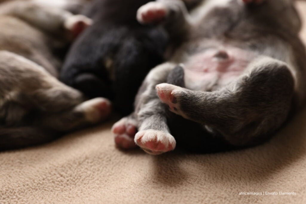 Arrancan jornadas de esterilización gratis de mascotas en Bogotá: así puede participar hasta el 26 de junio 3 esterilización gratis de mascotas, control poblacional de perros y gatos, Más Colombia
