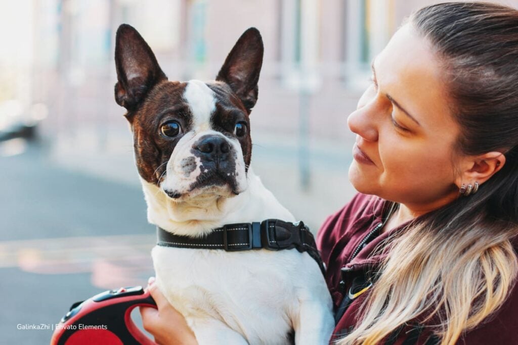 El caso que llevó a la Corte a replantear el lugar de los animales de apoyo emocional en las universidades 4 animales de apoyo emocional, enfrenta dificultades académicas y de salud mental, Más Colombia