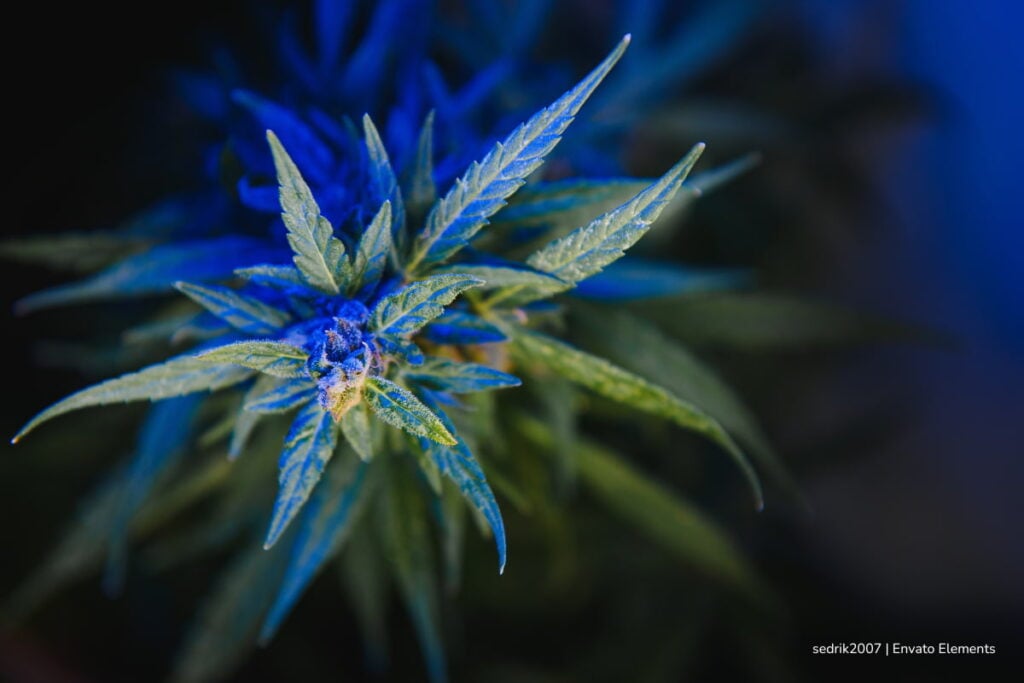 flores de CBD baratas, flores de cáñamo, Más Colombia