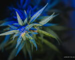 flores de CBD baratas, flores de cáñamo, Más Colombia