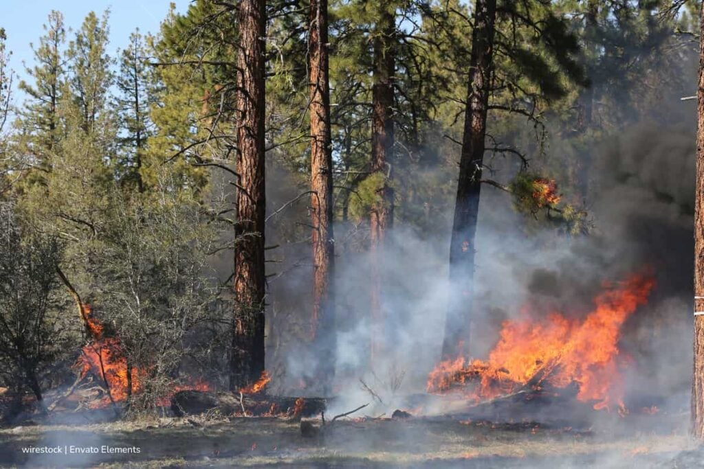 Los incendios forestales están alterando la alimentación y supervivencia de colibríes en Honda, Tolima 2 incendios forestales, colibríes en Colombia, incendios forestales afectan el Tolima, Más Colombia