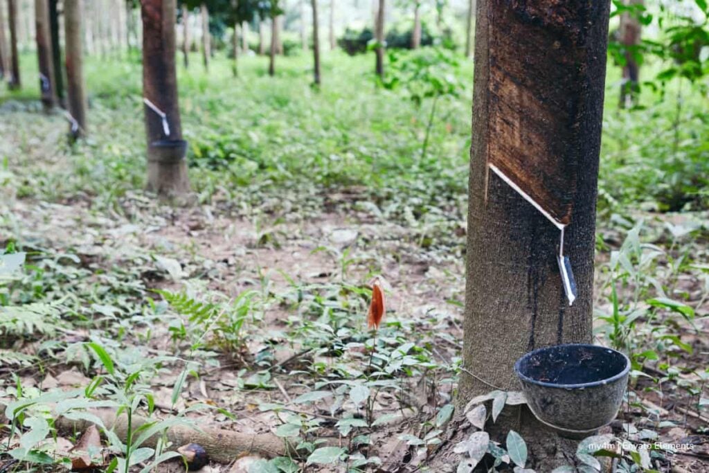 fenómeno de El Niño, cultivo de caucho, Confecaucho, líderes de Confecaucho ayudando para evitar el fenómeno de El Niño, Más Colombia