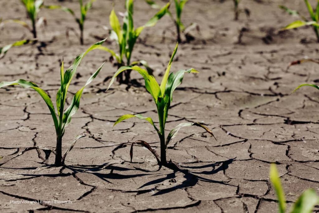 Acosemillas e ICA instan a productores a prepararse ante la llegada de El Niño y una posible crisis climática desde 2026 4 crisis climática, temporada seca, Acosemillas, recomendaciones de Acosemillas para la temporada seca, Más Colombia