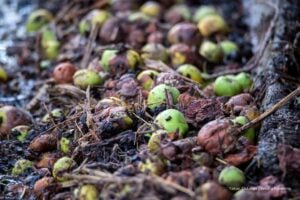 residuos de café, residuos de café para recubrimientos anticorrosivos, Más Colombia