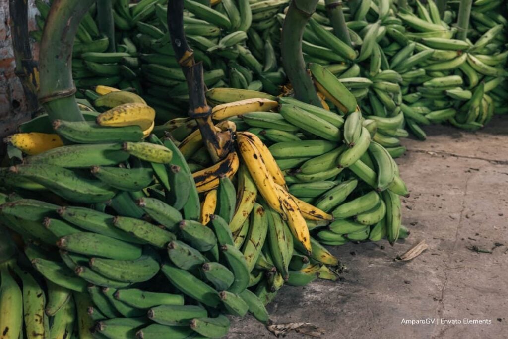 Investigadores de la UNAL convierten residuos de café en recubrimientos naturales contra la corrosión 4 residuos de café, residuos de plátano, Más Colombia