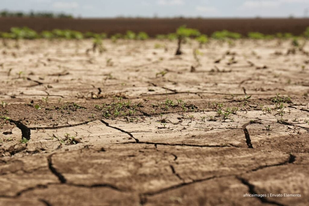 fenómeno de El Niño, cultivo de caucho, Confecaucho, rezagos del fenómeno de El Niño, Más Colombia