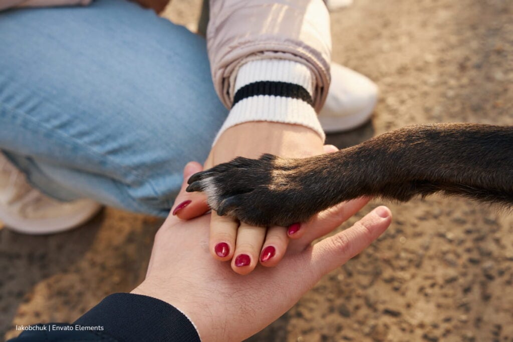 El caso que llevó a la Corte a replantear el lugar de los animales de apoyo emocional en las universidades 2 animales de apoyo emocional, salud mental y la educación a través de los animales, Más Colombia