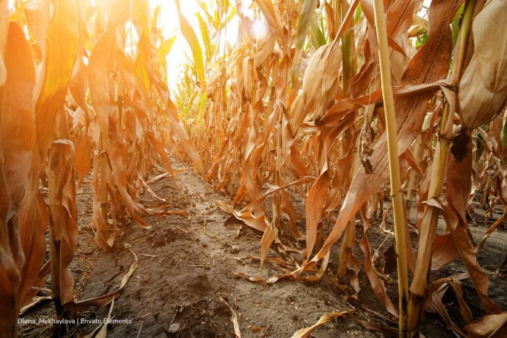 crisis climática, temporada seca, Acosemillas, temporada seca en Colombia, Más Colombia