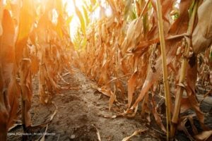 crisis climática, temporada seca, Acosemillas, temporada seca en Colombia, Más Colombia