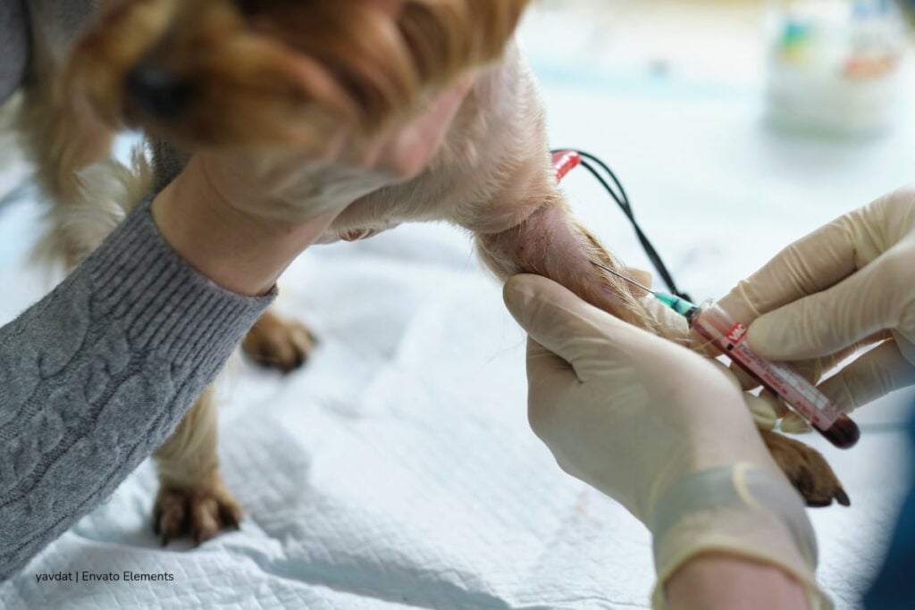 Arrancan jornadas de esterilización gratis de mascotas en Bogotá: así puede participar hasta el 26 de junio 4 esterilización gratis de mascotas, turnos para acceder a la esterilización, Más Colombia