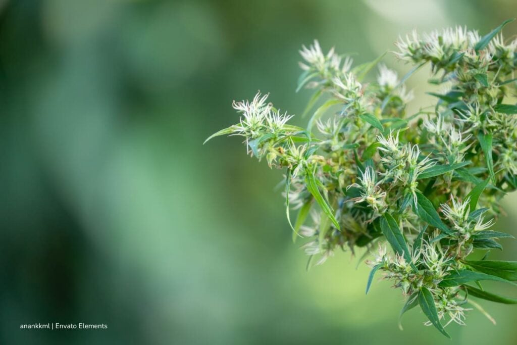 Qué buscar al comprar flores de CBD baratas en línea 3 flores de CBD baratas, venta de flores de CBD, Más Colombia