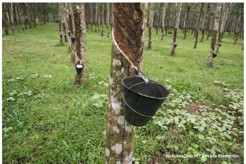 El sector cauchero fija hoja de ruta al nuevo Ministro de Agricultura: precio, mano de obra e infraestructura están en la agenda 2 Confecaucho, Mano de Obra, Ministerio de Agricultura, Sector Cauchero, Más Colombia