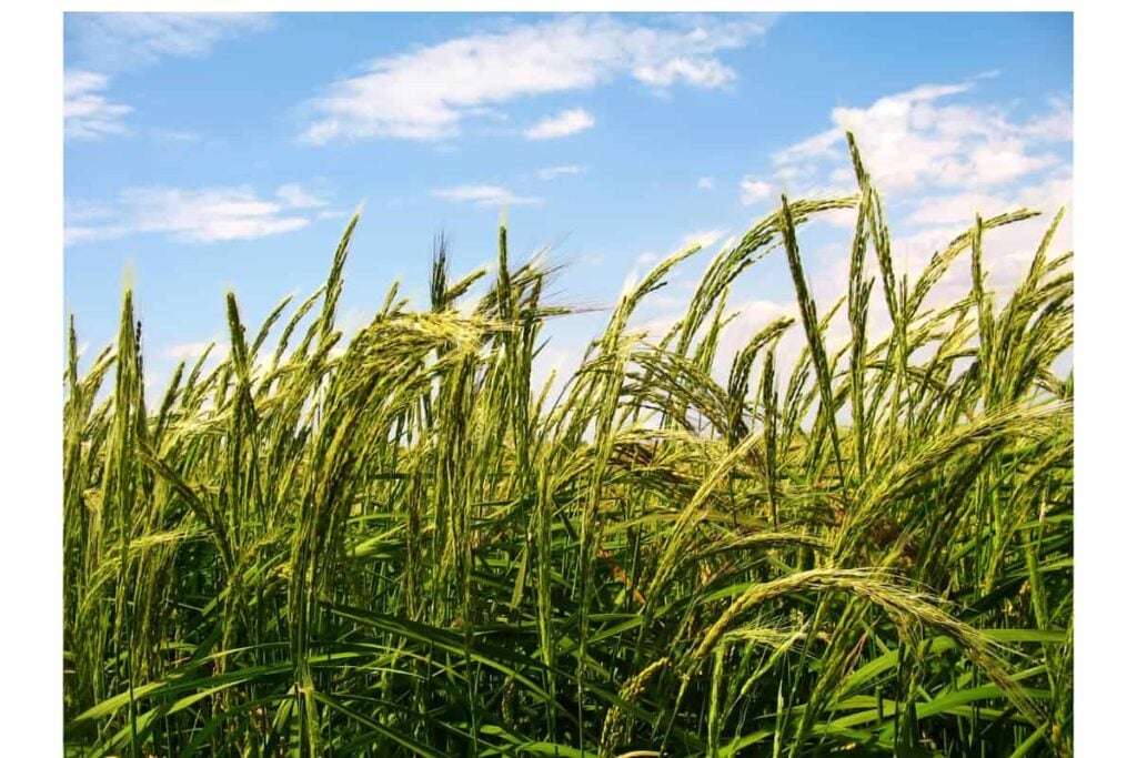 Desafíos del sector agropecuario para Colombia 2026-2030 2 Desafíos del sector agropecuario Sector, Agropecuario Campo, Más Colombia