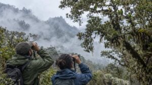Dos observadores de aves con binoculares en un bosque de niebla de alta montaña en Norte de Santander miran un grupo de pericos verdes de cabeza roja en la copa de un árbol.