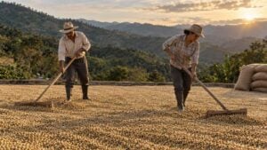 Dos caficultores remueven café pergamino en un patio de secado con montañas verdes al fondo.