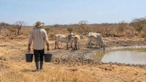 Un ganadero lleva agua a sus vacas junto a un jagüey casi seco en un potrero.