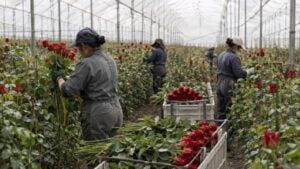 Trabajadoras y trabajadores seleccionan rosas dentro de un invernadero floricultor colombiano.