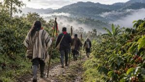 Integrantes de una guardia indígena caminan de espaldas por un sendero entre cafetales y niebla en una montaña del Cauca.