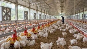 Trabajador con overol revisa comederos entre pollos blancos en una granja avícola tecnificada.