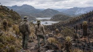 Guardaparques recorren un sendero de montaña con vegetación quemada tras un incendio forestal.