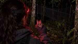 Una investigadora observa de noche un pequeño murciélago de orejas grandes en su mano.