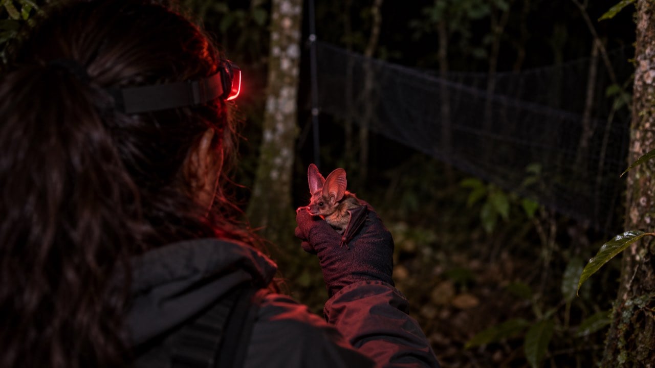 Nature publicó el árbol genético de 103 especies de murciélagos con tres científicos colombianos: ubica su origen en Europa 1 Una investigadora observa de noche un pequeño murciélago de orejas grandes en su mano.