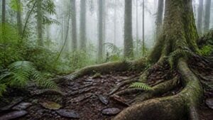 Hojarasca húmeda, raíces y helechos en un bosque nublado andino del Valle del Cauca