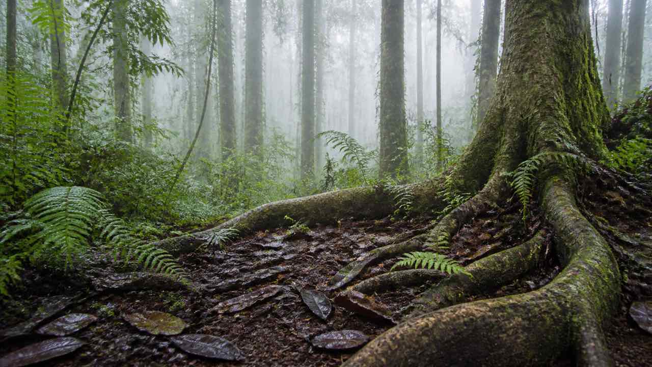 Una rana de 21 milímetros es nueva para la ciencia en el Valle del Cauca: la llamaron «tempestuosa» por el clima 1 Hojarasca húmeda, raíces y helechos en un bosque nublado andino del Valle del Cauca
