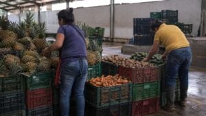Comerciante y clienta entre canastillas de piñas y verduras en una plaza mayorista colombiana.