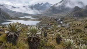 Dos personas caminan entre frailejones y lagunas en un páramo andino cubierto de neblina.
