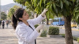Una investigadora recoge hojas de un árbol de mango en una acera de Medellín para analizarlas.