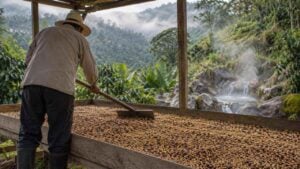 Un caficultor seca café cerca de un nacimiento de agua termal en las montañas de Caldas.