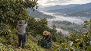 Trabajadores cosechan aguacates Hass en una finca de ladera en las montañas de Antioquia.