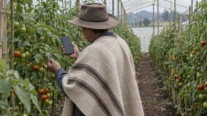 Agricultor de perfil revisa una planta de tomate en un invernadero de Boyacá con un celular en la mano.