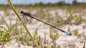 Un caballito del diablo de abdomen azul claro posado en una hierba de una sabana de arena blanca.