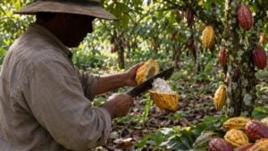 Un cultivador abre una mazorca de cacao bajo la sombra de su cultivo.