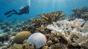 un buzo nada sobre un arrecife del Caribe con corales blanqueados junto a otros que conservan su color