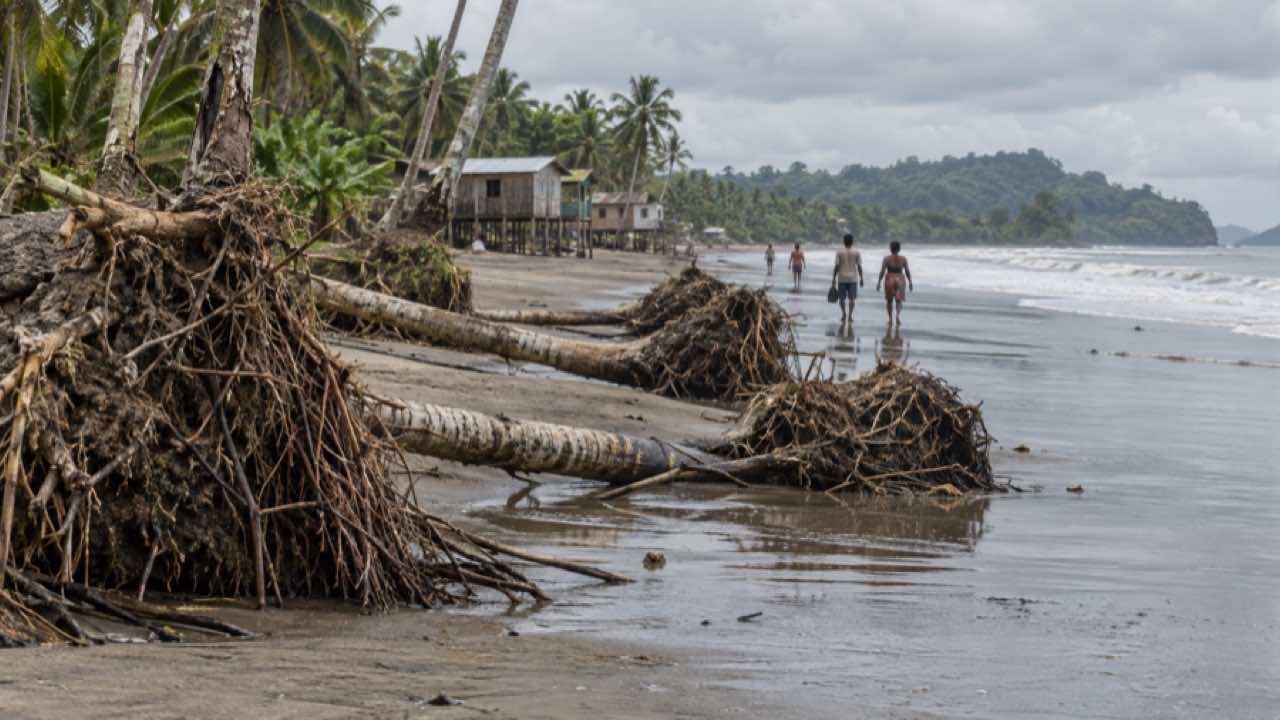 El INVEMAR halló erosión en el 63 % de la costa colombiana: en el Pacífico la orilla retrocede en promedio 7,6 metros al año 1 Palmeras caídas por la erosión en una playa del Pacífico colombiano con casas de madera al fondo.