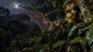 Un murciélago frugívoro vuela de noche junto a un árbol con frutos en un bosque de los Andes colombianos.