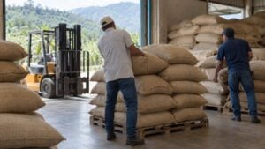 dos trabajadores apilan sacos de café verde sobre estibas en una bodega de una zona cafetera.