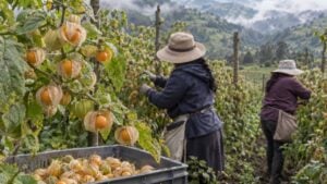Dos trabajadoras cosechan uchuvas en un cultivo con tutorado sobre una ladera andina con neblina.
